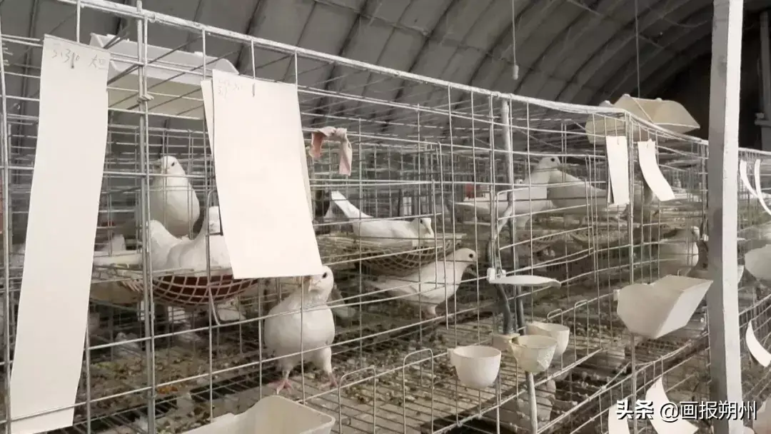 人工养殖乳鸽利润如何_人工养殖肉鸽致富经_人工养殖小鸽子