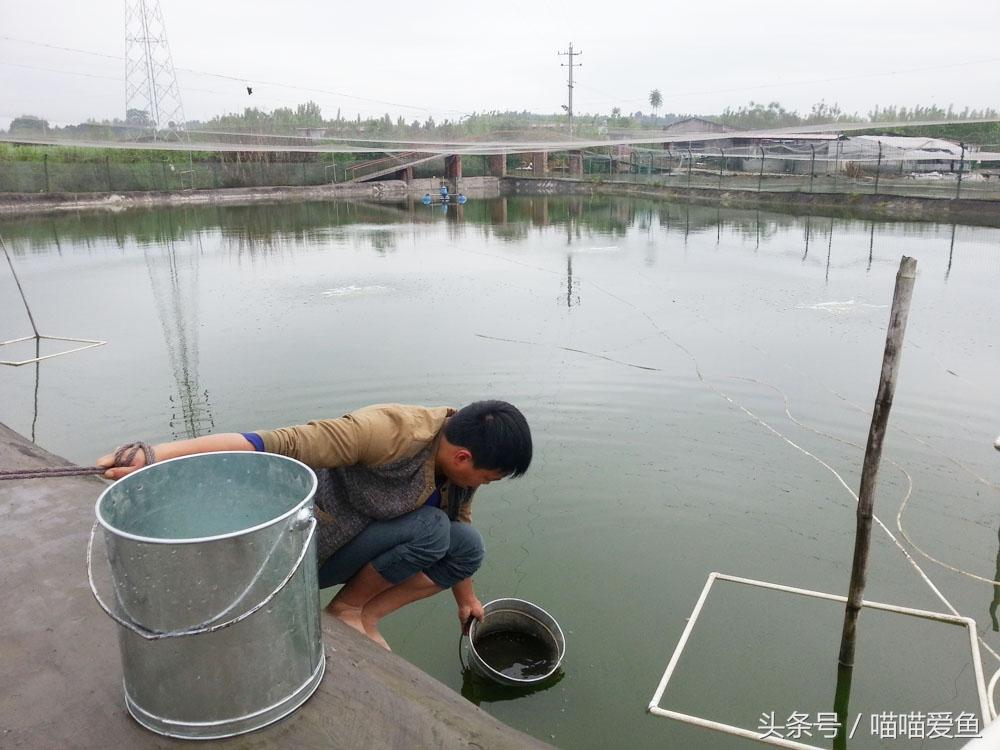 泥鳅养殖户_泥鳅养殖技术年入千万_养殖泥鳅养殖泥鳅