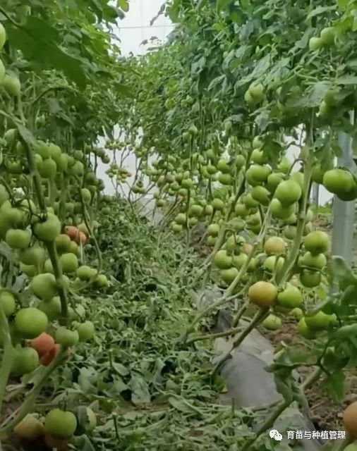 瓜果蔬菜育苗（续  三十五 西红柿育苗全程攻略）