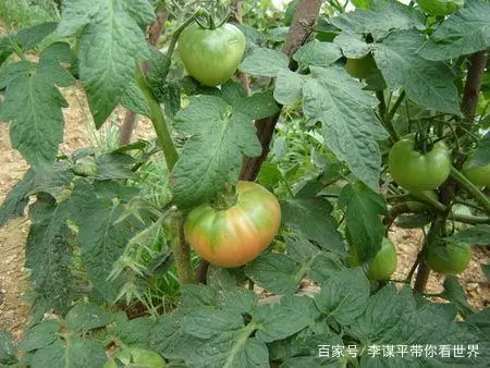 水果西红柿的种植技术_西红柿水果种植技术与管理_水果西红柿的栽培技术