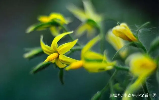 水果西红柿的种植技术_水果西红柿的栽培技术_西红柿水果种植技术与管理