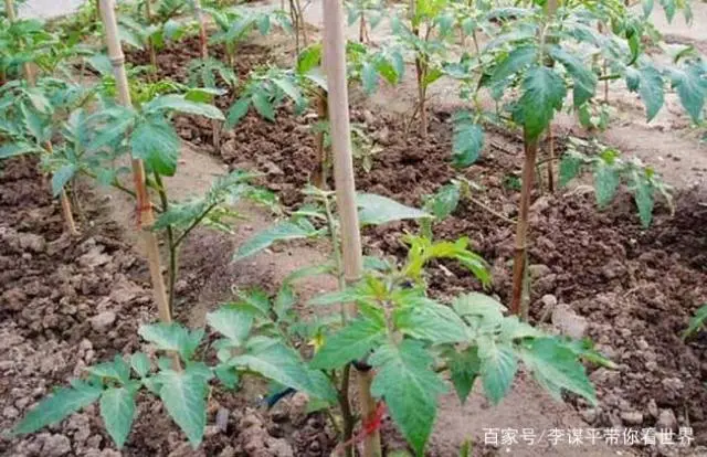 水果西红柿的栽培技术_西红柿水果种植技术与管理_水果西红柿的种植技术
