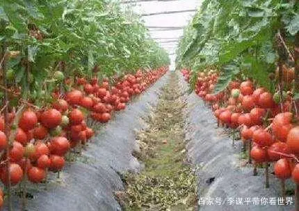 水果西红柿的种植技术_西红柿水果种植技术与管理_水果西红柿的栽培技术