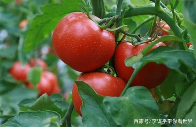 西红柿水果种植技术与管理_水果西红柿的种植技术_水果西红柿的栽培技术