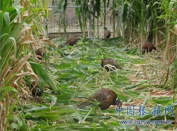 七彩山鸡养殖骗局_致富经七彩山鸡_致富七彩山鸡图片