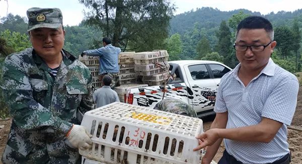 乡村 养殖 致富 鸡_农村创业项目致富养鸡_农村养鸡致富
