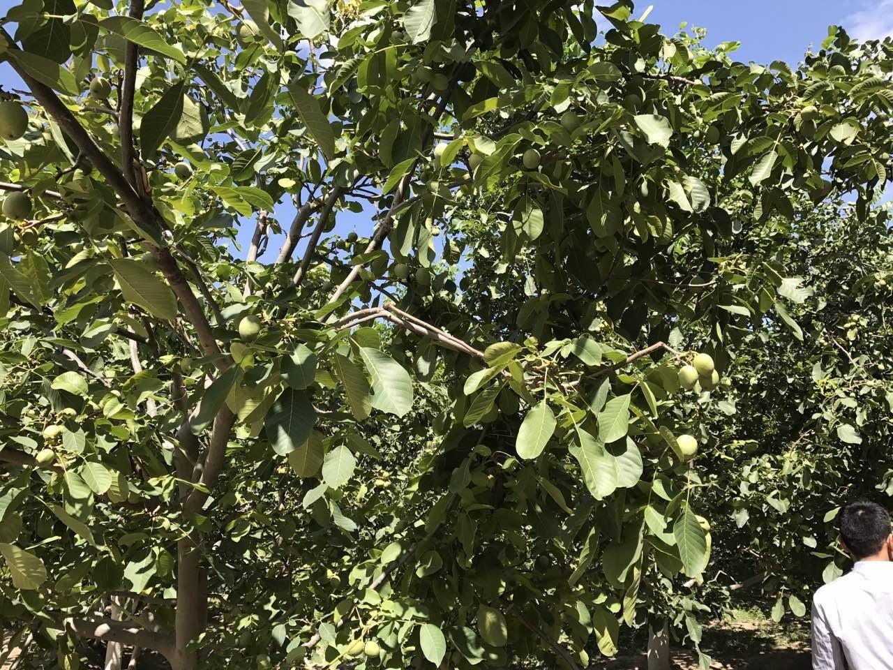 核桃种植视频每日农经_核桃种植收益怎么样_致富经核桃种植视频