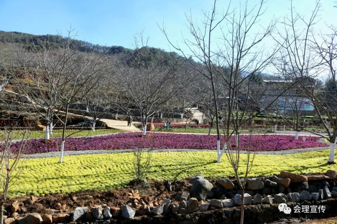 核桃种植视频每日农经_致富经核桃种植视频_种核桃的视频