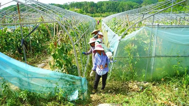 冬瓜种植视频播放_种植冬瓜致富视频_冬瓜高产栽培技术视频