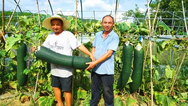 冬瓜种植视频播放_种植冬瓜致富视频_冬瓜高产栽培技术视频