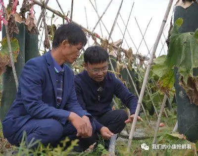 种植冬瓜挣钱吗_冬瓜种植视频播放_种植冬瓜致富视频
