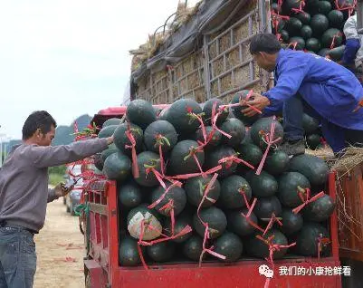 种植冬瓜致富视频_冬瓜种植视频播放_种植冬瓜挣钱吗