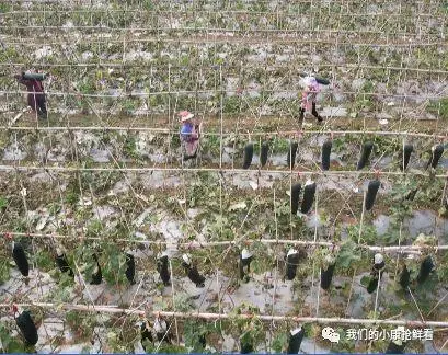 种植冬瓜致富视频_冬瓜种植视频播放_种植冬瓜挣钱吗
