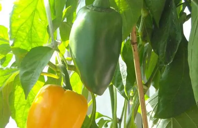 致富种植彩椒怎么样_彩椒种植致富_致富种植彩椒视频