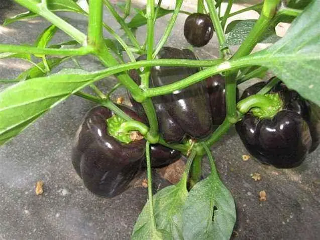 致富种植彩椒怎么样_致富种植彩椒视频_彩椒种植致富