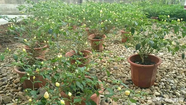 致富种植彩椒视频_致富种植彩椒怎么样_彩椒种植致富