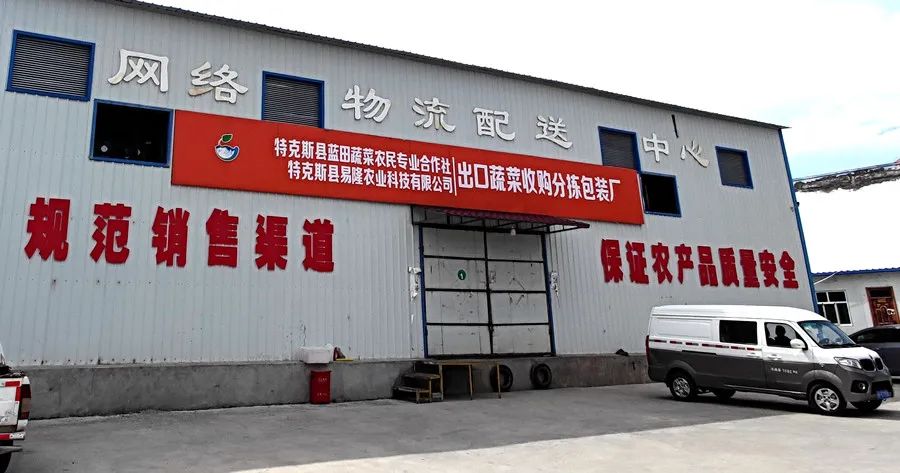 种植冬瓜致富视频_冬瓜种植视频播放_种植冬瓜挣钱吗