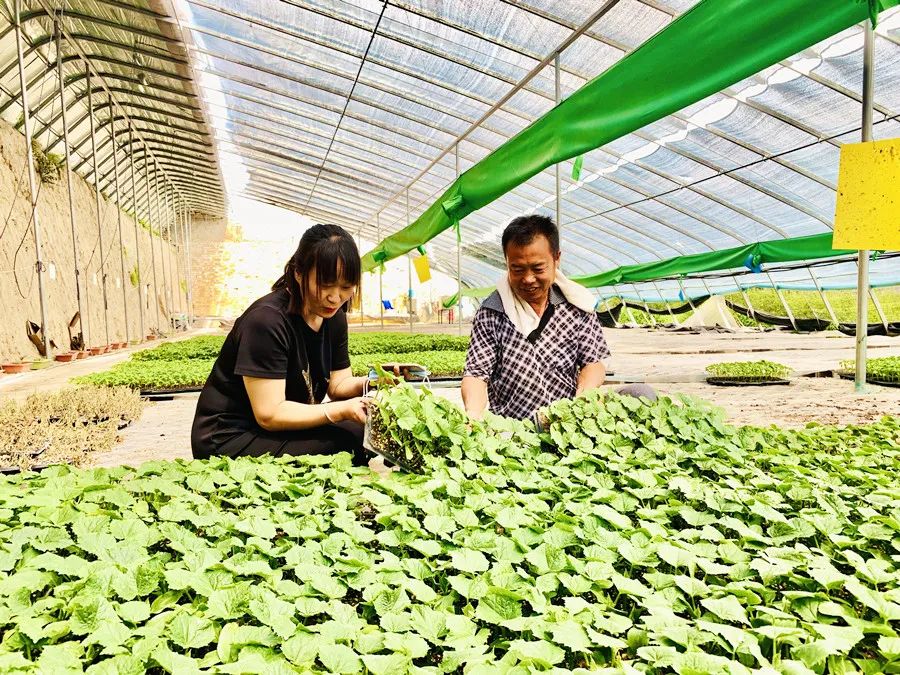 种植冬瓜挣钱吗_种植冬瓜致富视频_冬瓜种植视频播放