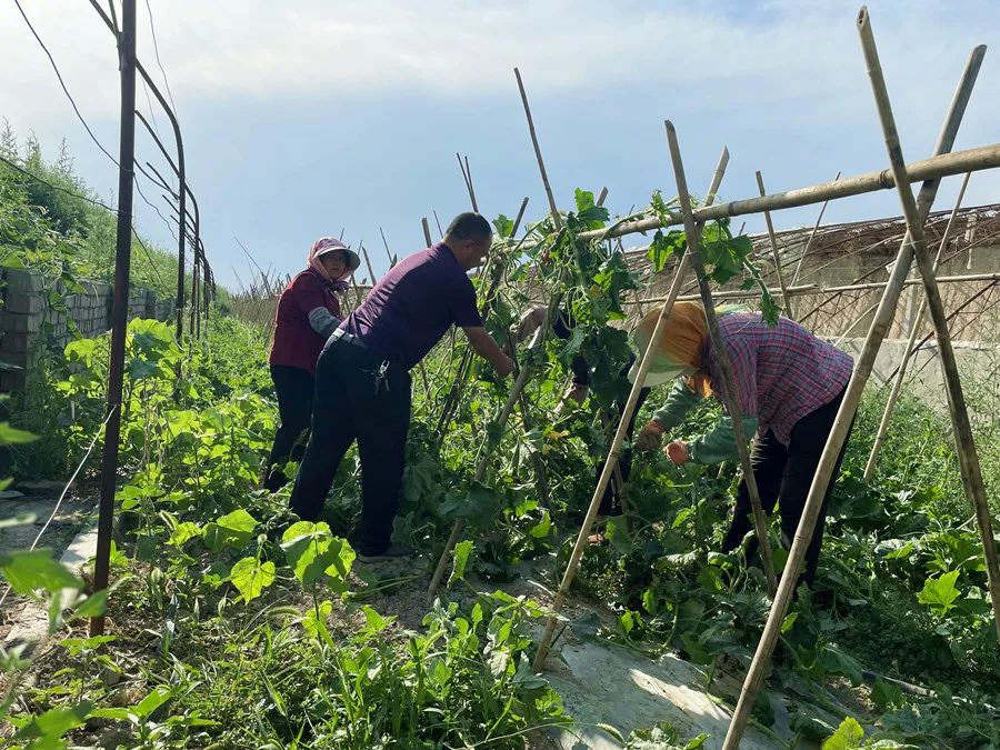 种植冬瓜挣钱吗_冬瓜种植视频播放_种植冬瓜致富视频