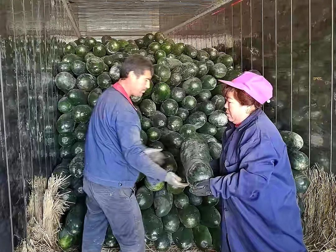 种植冬瓜致富视频_冬瓜种植视频播放_种植冬瓜挣钱吗
