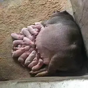 专业养殖母猪_养母猪致富经_母猪养殖致富排名