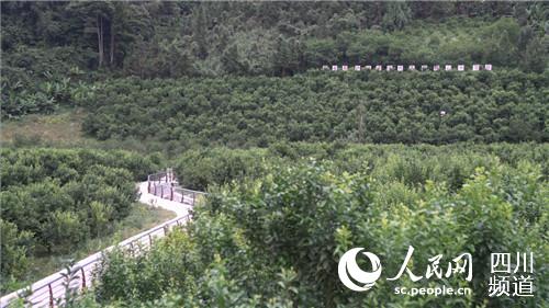 冬瓜高产栽培技术视频_冬瓜种植技术与管理视频教程_种植冬瓜致富视频