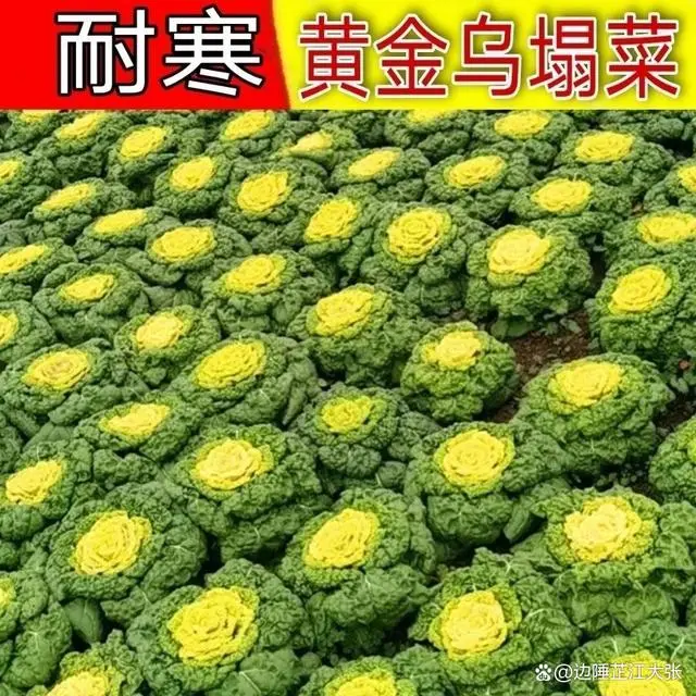 致富种植什么比较赚大钱_致富经种植_致富种植糖料蔗文案怎么写
