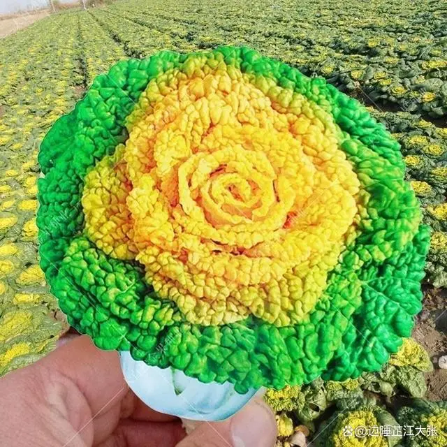 致富经种植_致富种植糖料蔗文案怎么写_致富种植什么比较赚大钱