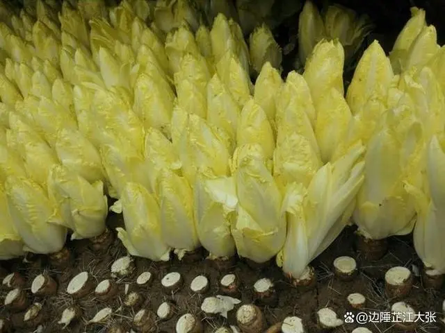 致富种植什么比较赚大钱_致富经种植_致富种植糖料蔗文案怎么写