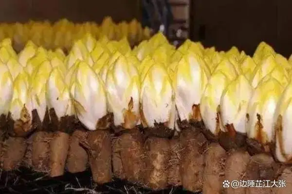 致富种植糖料蔗文案怎么写_致富种植什么比较赚大钱_致富经种植