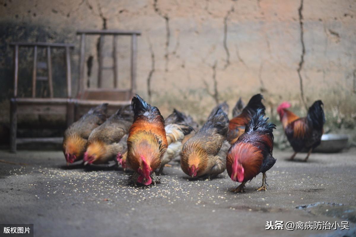 养鹅致富经_鸡鸭鹅养殖致富_养殖鹅致富经