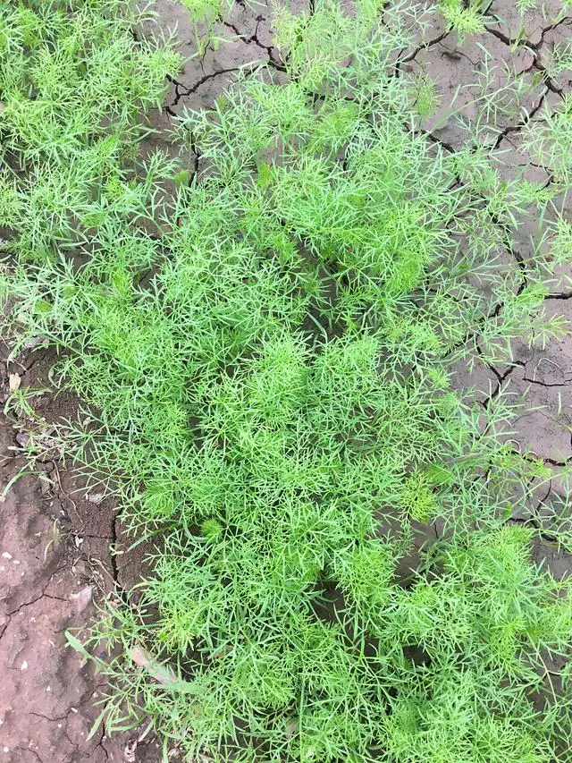 阳台小回香种植技术_阳台种植香菜的方法和禁忌_阳台种香草