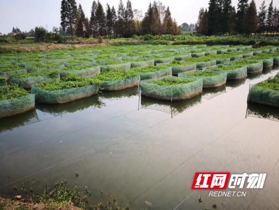 南县：特色养殖致富有奔头 小黄鳝成大收益