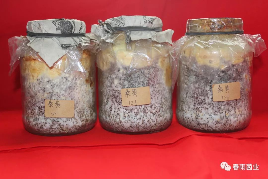 桑黄菌人工栽培技术研究