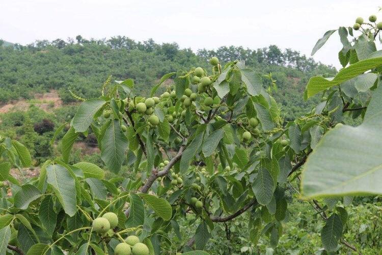种核桃的视频_致富经核桃种植视频_核桃种植技术视频教程