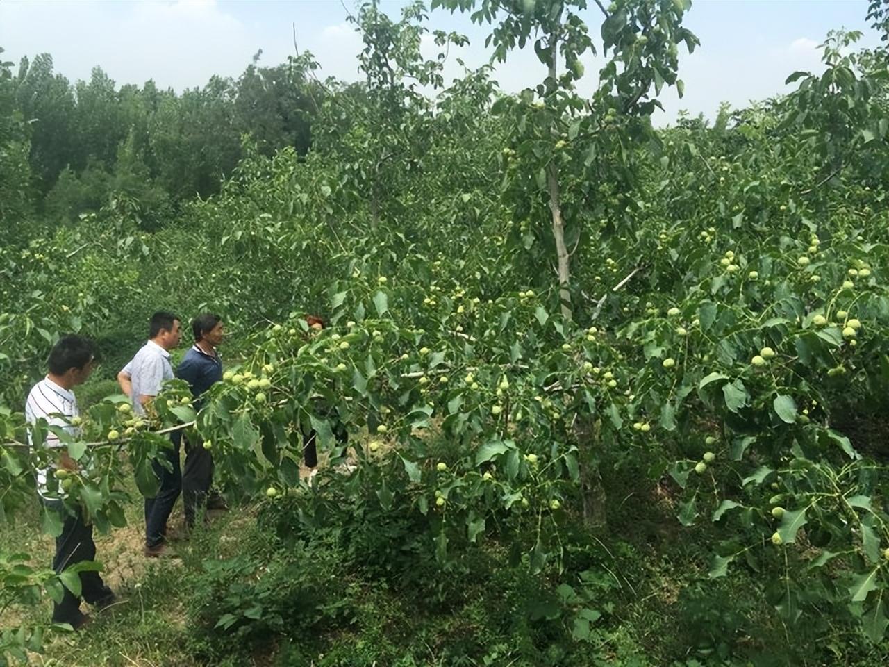 种核桃的视频_核桃种植技术视频教程_致富经核桃种植视频