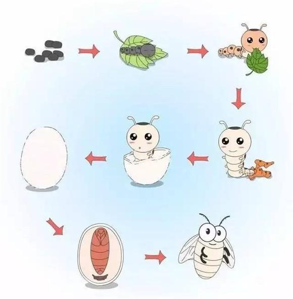 蚕养殖技术蚕养殖视频教程_蚕养殖过程_养殖蚕的技术