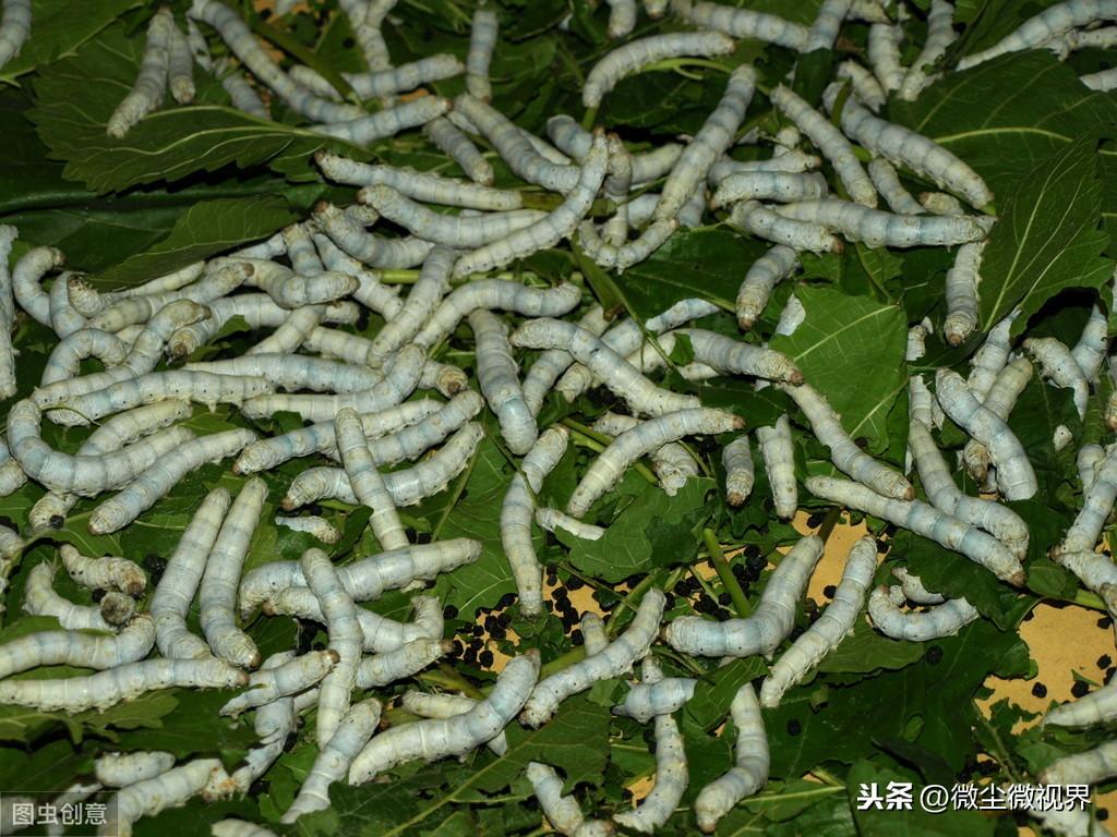 养殖蚕的技术_蚕养殖技术致富经_蚕养殖技术蚕养殖视频教程