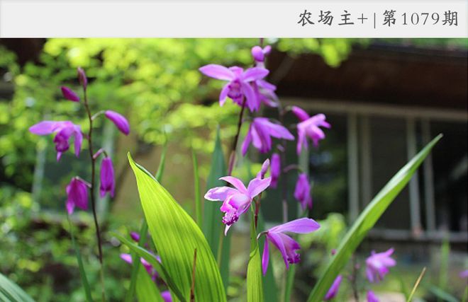 致富种植白芨图片_种植白芨前景_种植致富白芨