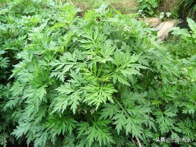 山鸡养殖技术网_山鸡养殖技术视频观看_山鸡养殖视频及技术