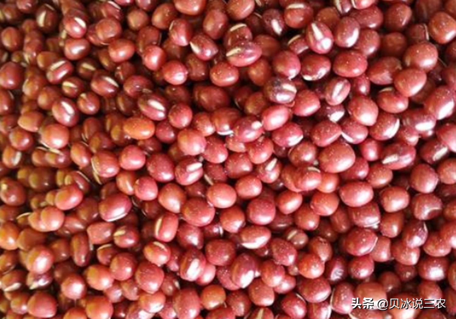 红豆种植时间和技术_红豆种植技术时间是多少_红豆种植时间和收获时间