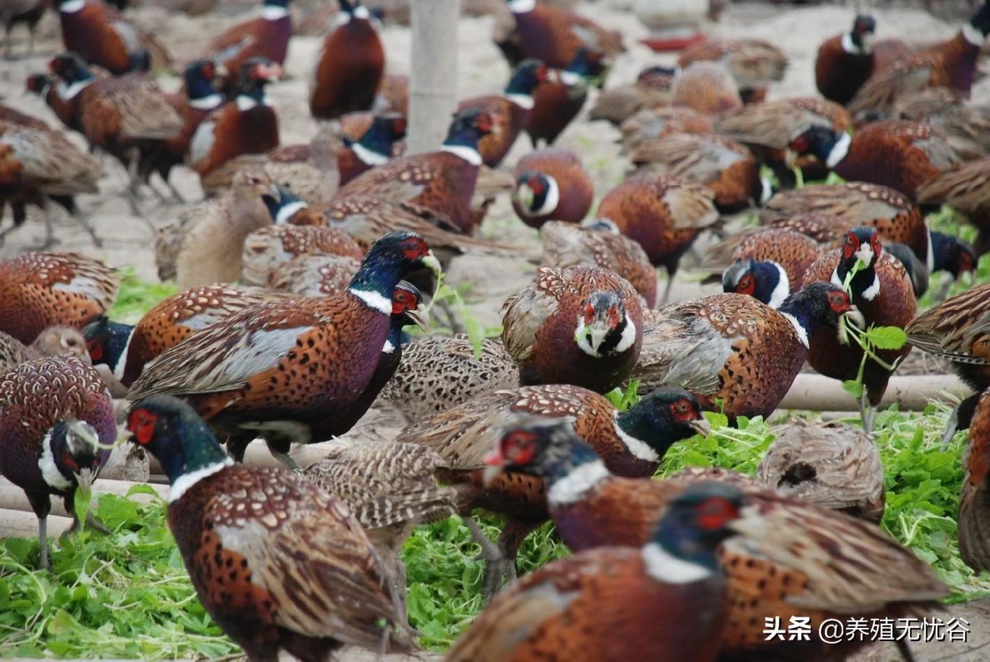 山鸡养殖技术网_山鸡养殖技术视频教程_养山鸡用什么网