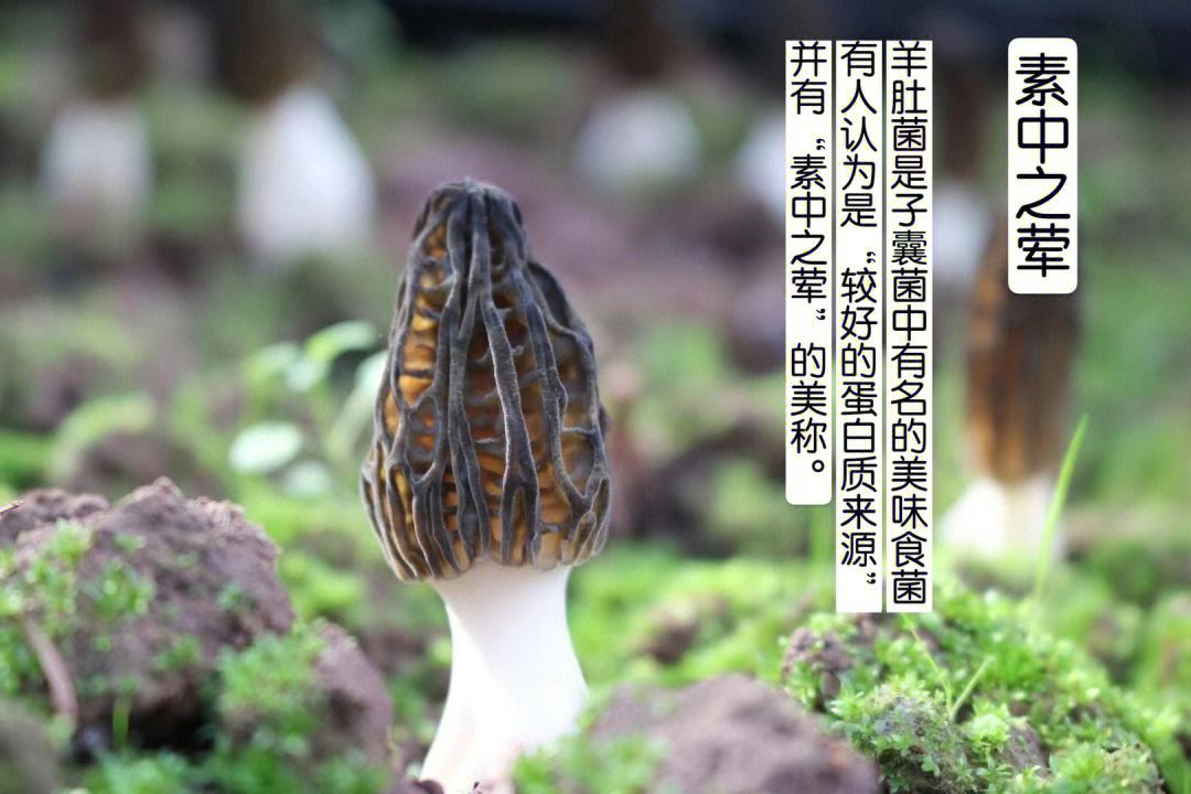中央七台致富经人参果_中央台致富节目_中央七台致富经栏目卖人参