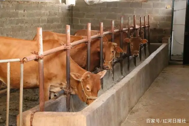 致富养殖蚂蝗赚钱吗_蚂蝗养殖致富_致富养殖蚂蝗视频