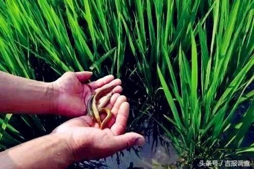 致富经养殖泥鳅视频_视频致富养殖泥鳅是真的吗_视频致富养殖泥鳅