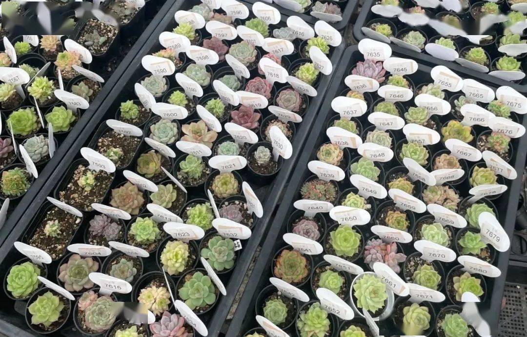 月季嫁接致富经_致富月季嫁接方法图解_致富月季嫁接方法视频