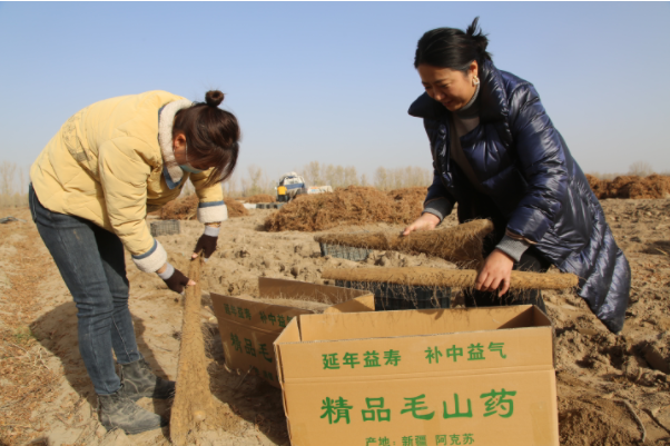 山药种植技术新闻稿_关于种植山药的新技术_山药种植技术新闻报道