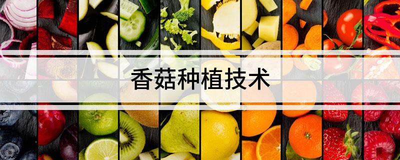 香菇种植技术全集_全集香菇种植技术视频教程_全集香菇种植技术图片