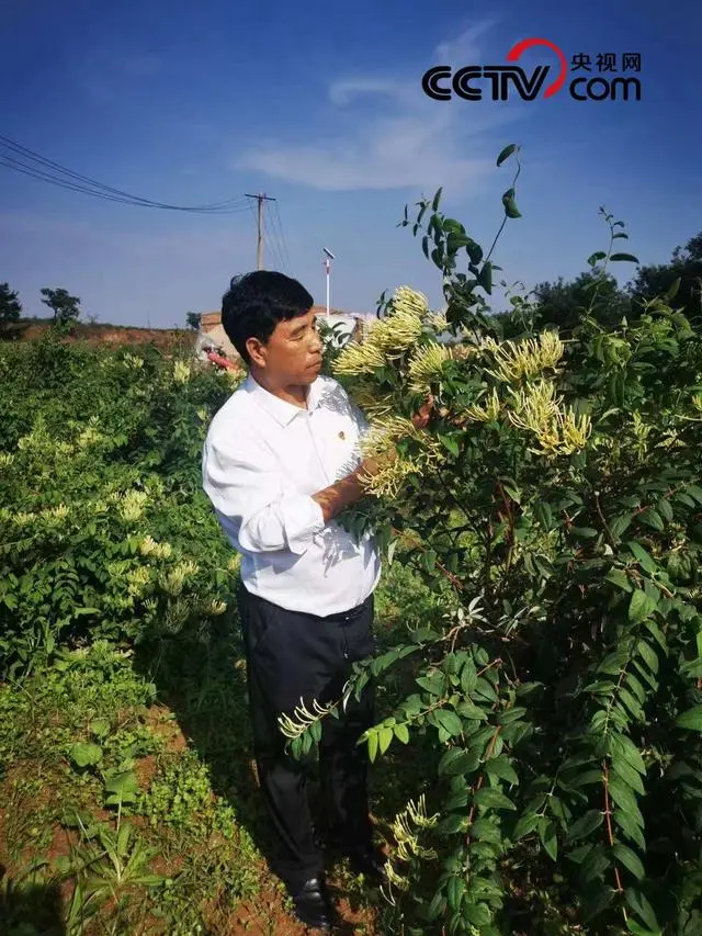 渭南种植致富菌_科学种植致富100例_地黄种植致富