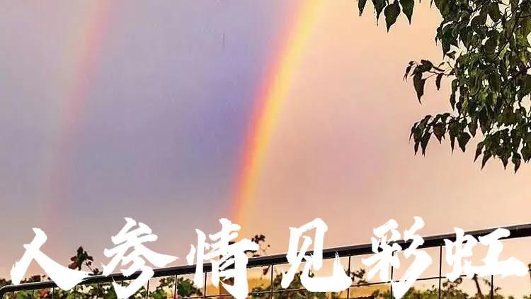 中央七台致富经栏目卖人参_中央七台致富经人参果_中央台致富节目